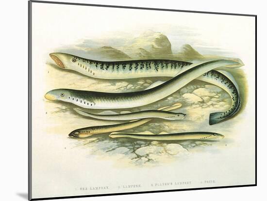 Five Lampreys, 1879-A.f. Lydon-Mounted Giclee Print