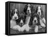 Five Large Spaniel Puppies Crowded in a Basket Owner: Browne-Thomas Fall-Framed Stretched Canvas