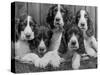 Five Large Spaniel Puppies Crowded in a Basket Owner: Browne-Thomas Fall-Stretched Canvas