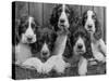 Five Large Spaniel Puppies Crowded in a Basket Owner: Browne-Thomas Fall-Stretched Canvas