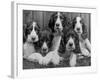 Five Large Spaniel Puppies Crowded in a Basket Owner: Browne-Thomas Fall-Framed Photographic Print