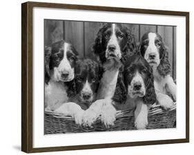 Five Large Spaniel Puppies Crowded in a Basket Owner: Browne-Thomas Fall-Framed Photographic Print