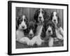 Five Large Spaniel Puppies Crowded in a Basket Owner: Browne-Thomas Fall-Framed Photographic Print
