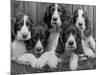 Five Large Spaniel Puppies Crowded in a Basket Owner: Browne-Thomas Fall-Mounted Photographic Print