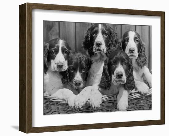 Five Large Spaniel Puppies Crowded in a Basket Owner: Browne-Thomas Fall-Framed Photographic Print