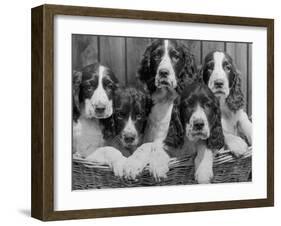 Five Large Spaniel Puppies Crowded in a Basket Owner: Browne-Thomas Fall-Framed Photographic Print