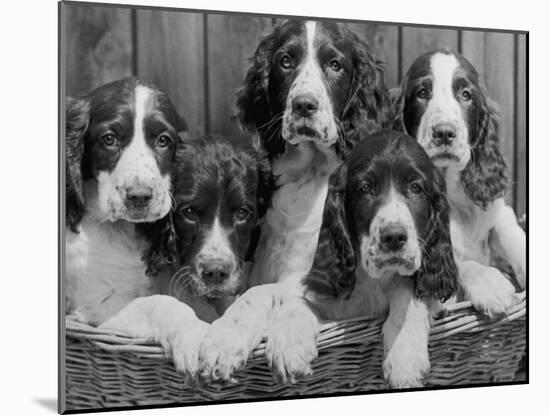 Five Large Spaniel Puppies Crowded in a Basket Owner: Browne-Thomas Fall-Mounted Photographic Print