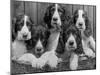 Five Large Spaniel Puppies Crowded in a Basket Owner: Browne-Thomas Fall-Mounted Photographic Print