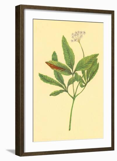 Five Leaved Ginseng-null-Framed Art Print