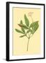 Five Leaved Ginseng-null-Framed Art Print