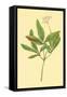 Five Leaved Ginseng-null-Framed Stretched Canvas