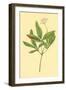 Five Leaved Ginseng-null-Framed Art Print