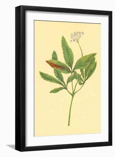 Five Leaved Ginseng-null-Framed Art Print