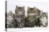 Five Maine Coon Kittens, 8 Weeks-Mark Taylor-Stretched Canvas