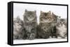 Five Maine Coon Kittens, 8 Weeks-Mark Taylor-Framed Stretched Canvas