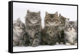 Five Maine Coon Kittens, 8 Weeks-Mark Taylor-Framed Stretched Canvas