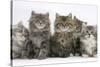 Five Maine Coon Kittens, 8 Weeks-Mark Taylor-Stretched Canvas