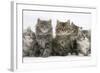 Five Maine Coon Kittens, 8 Weeks-Mark Taylor-Framed Photographic Print