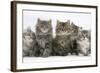 Five Maine Coon Kittens, 8 Weeks-Mark Taylor-Framed Photographic Print