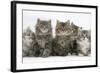 Five Maine Coon Kittens, 8 Weeks-Mark Taylor-Framed Photographic Print