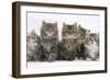 Five Maine Coon Kittens, 8 Weeks-Mark Taylor-Framed Photographic Print