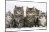 Five Maine Coon Kittens, 8 Weeks-Mark Taylor-Mounted Photographic Print