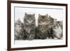 Five Maine Coon Kittens, 8 Weeks-Mark Taylor-Framed Photographic Print