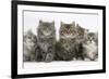 Five Maine Coon Kittens, 8 Weeks-Mark Taylor-Framed Photographic Print