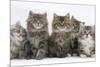 Five Maine Coon Kittens, 8 Weeks-Mark Taylor-Mounted Photographic Print