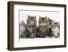 Five Maine Coon Kittens, 8 Weeks-Mark Taylor-Framed Photographic Print