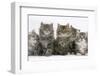 Five Maine Coon Kittens, 8 Weeks-Mark Taylor-Framed Photographic Print