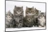 Five Maine Coon Kittens, 8 Weeks-Mark Taylor-Mounted Photographic Print