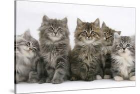 Five Maine Coon Kittens, 8 Weeks-Mark Taylor-Stretched Canvas