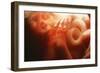 Five Month Old Foetus-Neil Bromhall-Framed Photographic Print