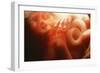 Five Month Old Foetus-Neil Bromhall-Framed Photographic Print