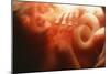 Five Month Old Foetus-Neil Bromhall-Mounted Photographic Print