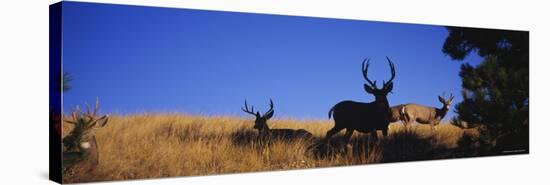 Five Mule Deer in a Field, Montana, USA-null-Stretched Canvas