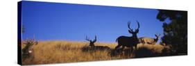 Five Mule Deer in a Field, Montana, USA-null-Stretched Canvas