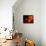 Five Persimmons-Terri Hill-Stretched Canvas displayed on a wall