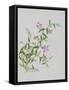 Five-Petal Pink Flowers with Thin Green Leaves-null-Framed Stretched Canvas