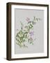 Five-Petal Pink Flowers with Thin Green Leaves-null-Framed Giclee Print