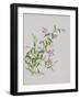 Five-Petal Pink Flowers with Thin Green Leaves-null-Framed Giclee Print