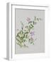 Five-Petal Pink Flowers with Thin Green Leaves-null-Framed Giclee Print