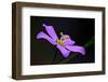 Five-petal sabatia flower, Big Cypress National Preserve, Florida, USA-Connie Bransilver-Framed Photographic Print