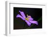 Five-petal sabatia flower, Big Cypress National Preserve, Florida, USA-Connie Bransilver-Framed Photographic Print