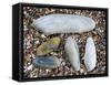 Five Pholadidae, Common Piddock, American Piddock and White Piddock Shells, Normandy, France-Philippe Clement-Framed Stretched Canvas