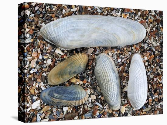 Five Pholadidae, Common Piddock, American Piddock and White Piddock Shells, Normandy, France-Philippe Clement-Stretched Canvas