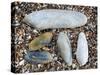 Five Pholadidae, Common Piddock, American Piddock and White Piddock Shells, Normandy, France-Philippe Clement-Stretched Canvas