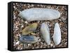 Five Pholadidae, Common Piddock, American Piddock and White Piddock Shells, Normandy, France-Philippe Clement-Framed Stretched Canvas