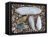 Five Pholadidae, Common Piddock, American Piddock and White Piddock Shells, Normandy, France-Philippe Clement-Framed Stretched Canvas